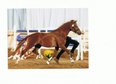 Deckhengst, Sportpony für Dressur u.Springen