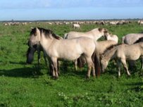 Konik Horse