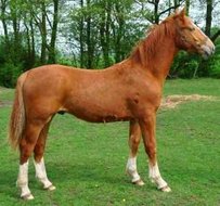 Alt Oldenburger Horse