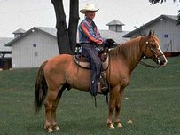American Indian Horse Horse