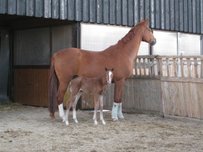 Australisches Warmblut Pferd
