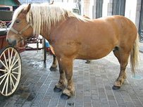Comtois Pferd