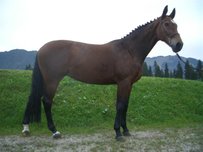 Bayerisches Warmblut Pferd