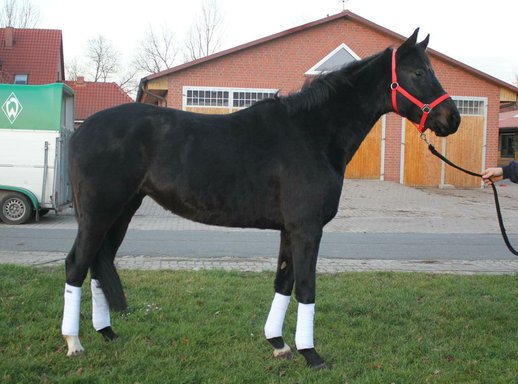 Lady Laurisette