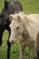 Curly Pony in Sonderfarbe, ab Frühjahr 2013 im Training